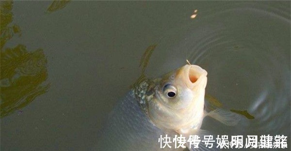 钓目|冬季钓鲫鱼,调漂不可追求灵敏,用这两种调漂方法,顿口更清晰!