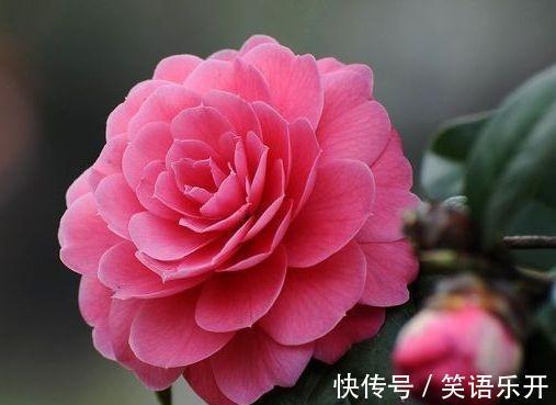 农历九月十八霜降后,养什么花?家里养3种花,吉祥如意美满幸福