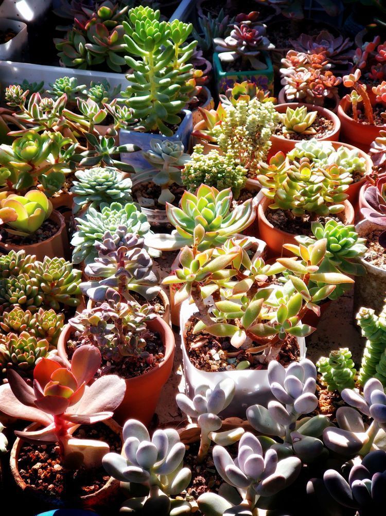 成长|与多肉一起走过的日子,见证多肉的成长过程!