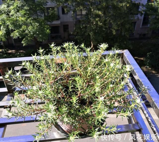 养护|想让太阳花“满盆”冒花苞有2个“关键”方法,保准有用