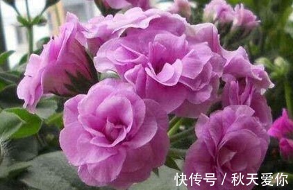 它花开如“玫瑰”,好养如绿萝,折个枝,插土就活,一开一大团