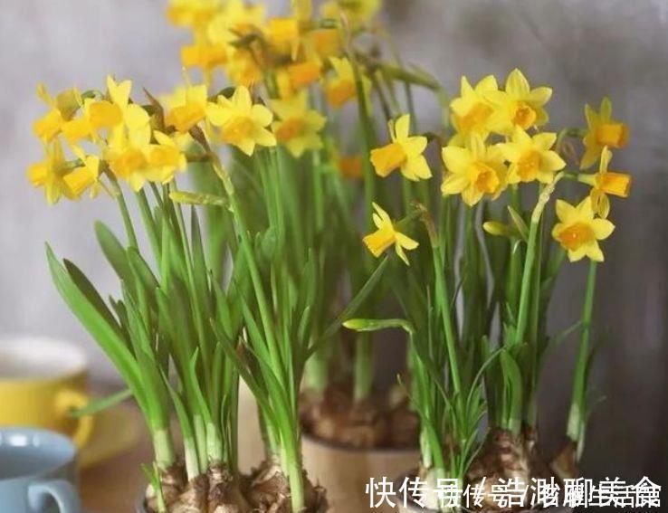 4种花最适合冬天养，浇水点就疯长，开花漂亮，人见人爱