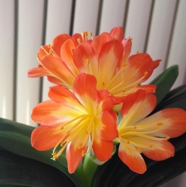 事情|君子兰做好这3件“小事情”,不怕没花赏,叶肥厚油亮数量多