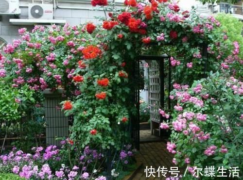 花卉|去闺蜜家发现，院子里没有一处空地，遍地是花卉，做法好高级