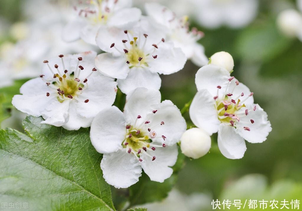  必备|居家养花必备常识：花卉对光照的要求严格吗