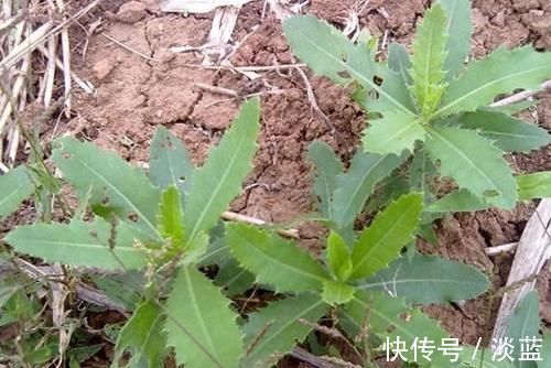 刺儿菜|这“野菜”补钙效果好，能清热解毒，却让人很“讨厌”，你吃过吗