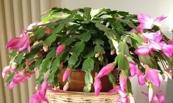 这7种花不浇水长的快,越浇水越养不活,看完还不赶紧停手吗?