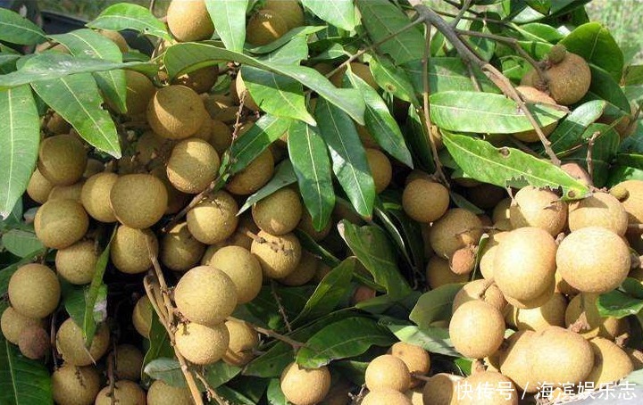 桂圓|夏天多吃此水果,能補血安神、益腦養心,早知早受益