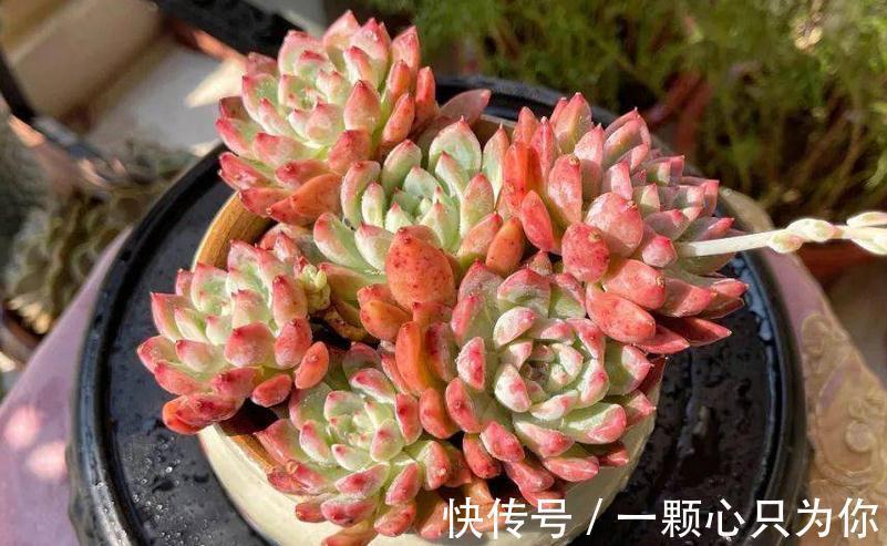 养多肉霜花，盆栽多注意这些细节，茎叶又绿又粉，贼好看