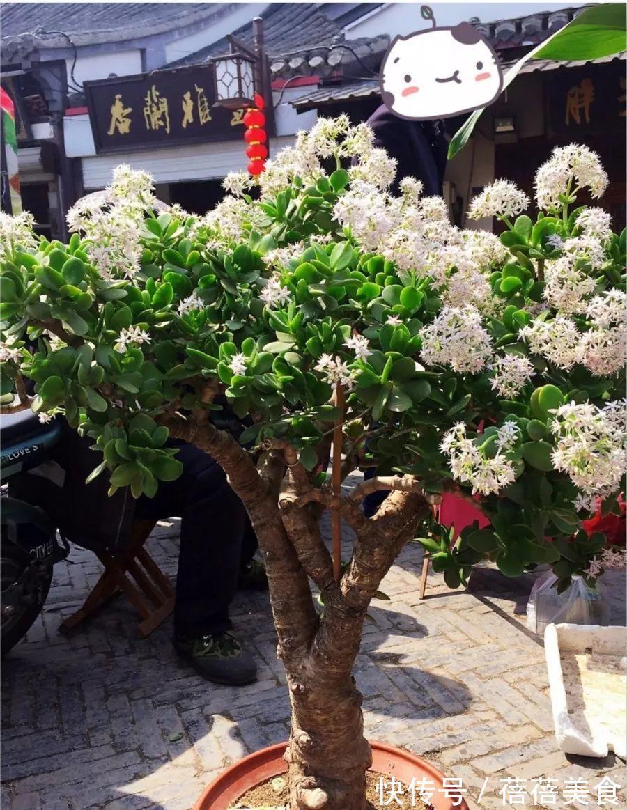 3种“老花树”，能活一百年，冬天不怕冷，开满“吉祥花”