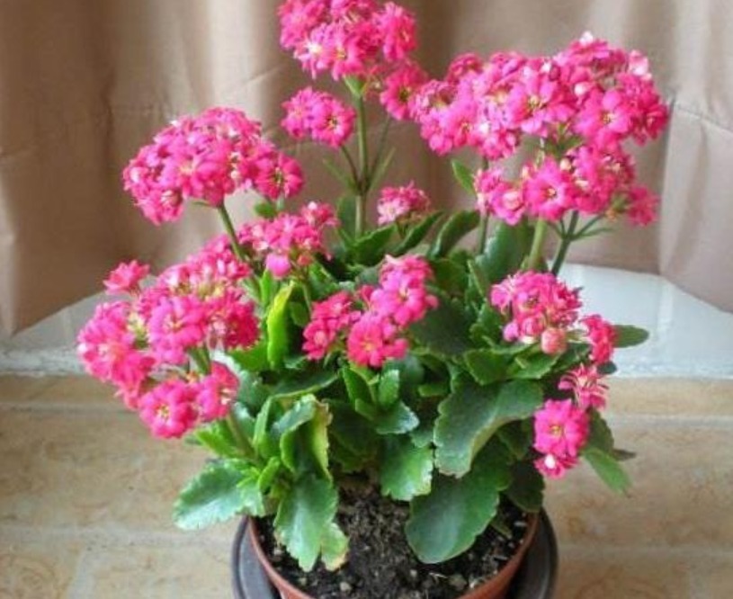 4种花,有“助眠”功效,提高睡眠质量,好养漂亮,越养越上瘾