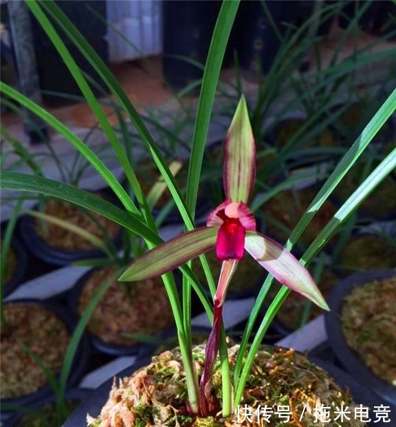 花迷|多年前,出价20万都不卖的兰花,横扫各大兰展,家里有的都不一般