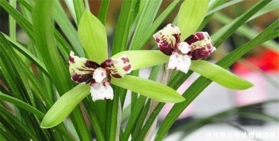 兰花|兰花总是烂根叶黄土里加1样东西,让兰花根壮叶绿