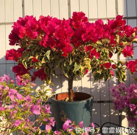 三角梅在花期,“1步”做对了,开花大又艳,轻松开爆盆