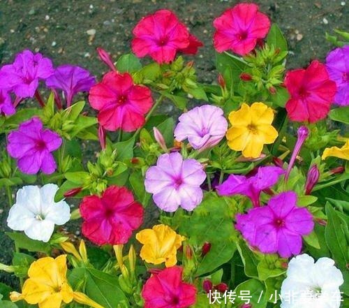 这3种花大家都说土,其实它们开花时间最长,花朵最多!