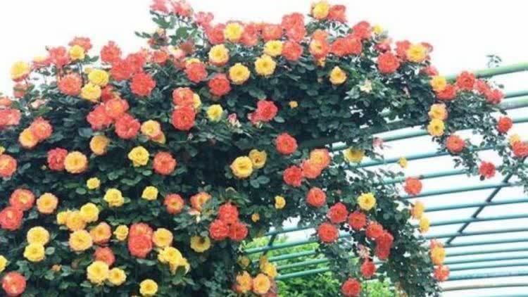 4种花好养又漂亮,养上一盆,高端大气上档次,花朵烂漫迷人