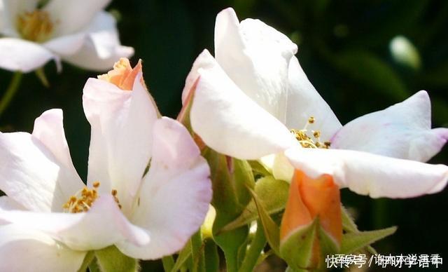 粉色|5款唯美粉色月季。美人如玉粉妆琢,粉色娇羞白如雪。抗病好养