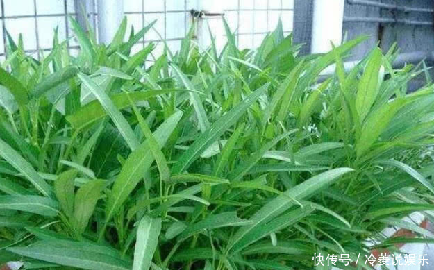 “5种菜”种阳台,漂亮又好养,吃了一茬又一茬,夏天不用出门买