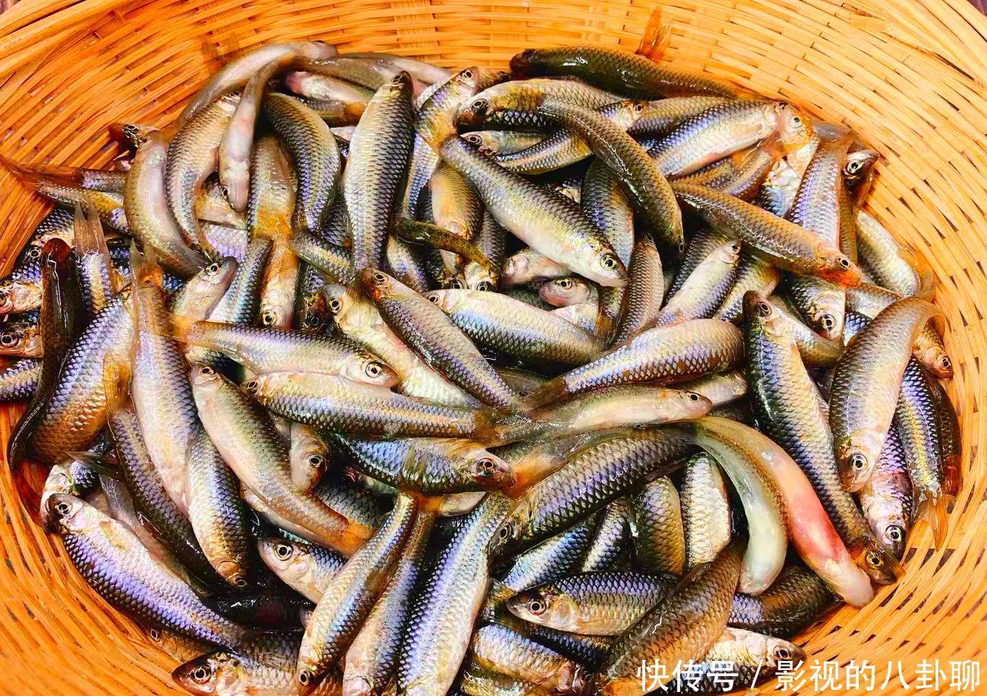 刺少|买鱼时,内行人专买此5种鱼,肉嫩刺少营养高,老渔民自己都爱吃