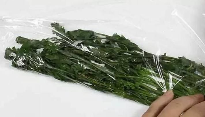 根部|保存香菜,最忌直接放冰箱教你饭店方法,半年还新鲜,不黄不坏