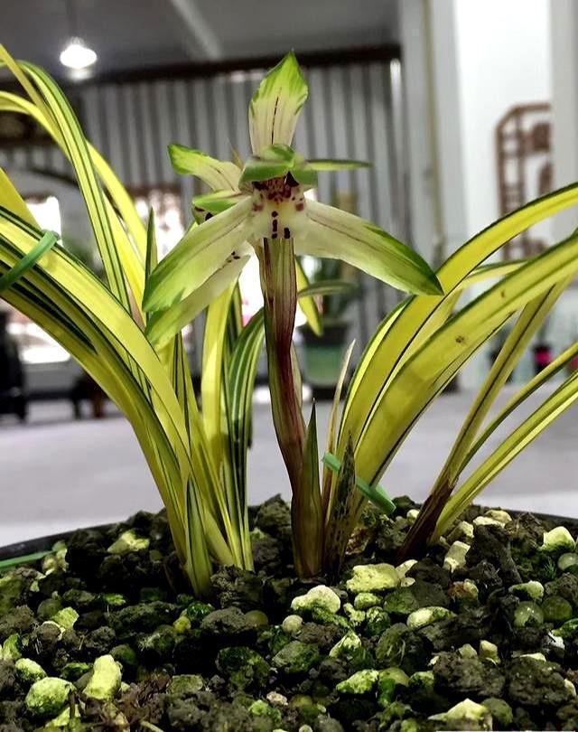 养兰花是“大坑”这3种养护秘籍学会了,还愁兰花不爆盆