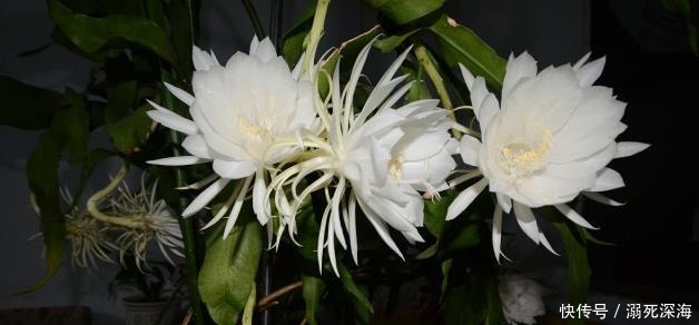 昙花|花期虽短却美得惊艳,称为“月下美人”,昙花的种植方法你知道吗!