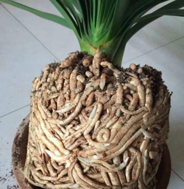 媳妇一不在意打翻养殖10年君子兰，根部肉虫让全家看的一激灵