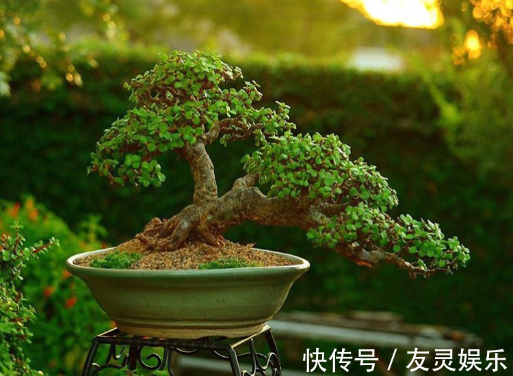 养出“这样的”金枝玉叶,需要“硬功夫”,学会4招,一盆上千块