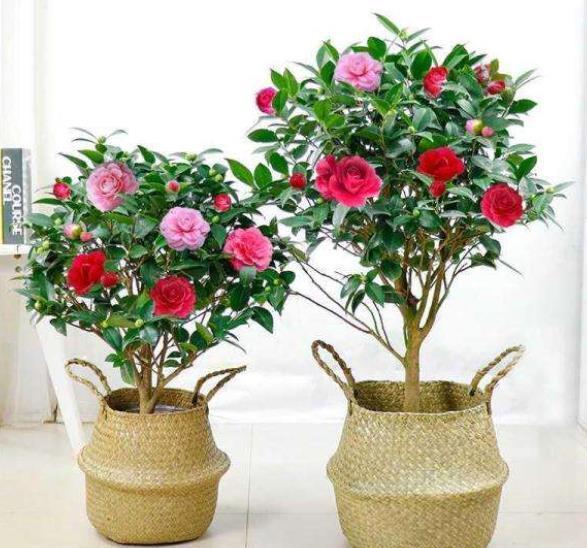 此款花卉号称“香香公主”,开花一茬接一茬,有个小阳台就能养