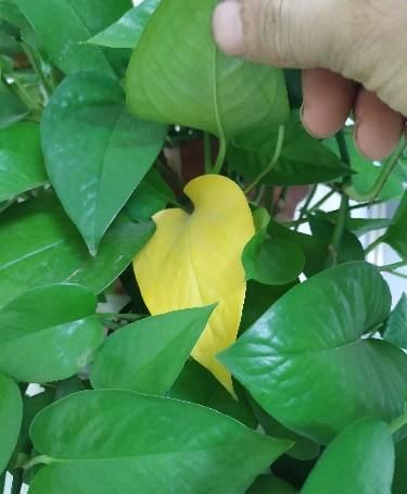  现黄叶|绿萝又黄叶了，用了好方法，变得绿油油