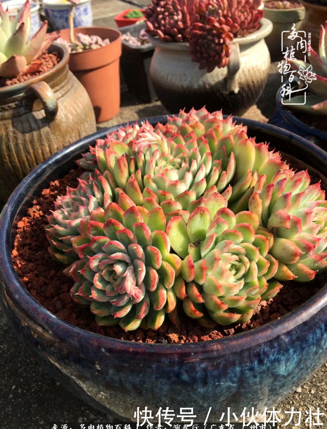 多肉植物|为肉钟情:楼顶上的多肉!