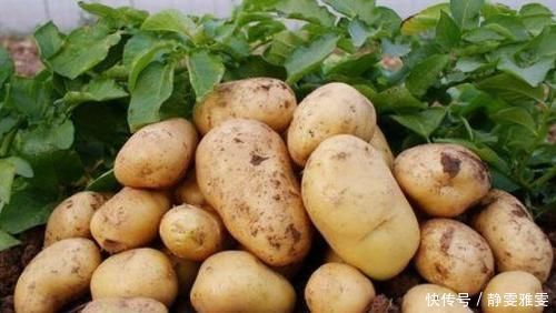 立秋后,常吃土豆好处多,但切忌与一物同食,偏偏很多人犯错误