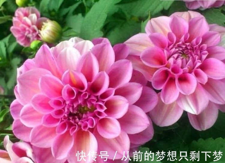 养花就养这几款,365天开不停,养几盆,全年有花赏!