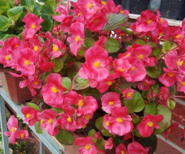 阳台养花,不妨养这4款植物,年年开花不断,颇受大家的喜爱