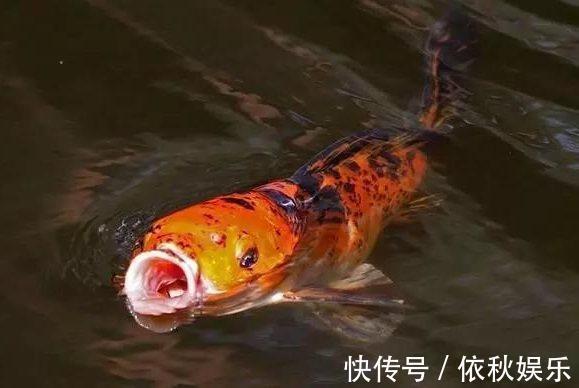 如何开出一款好的饵料,这些细节问题要掌握