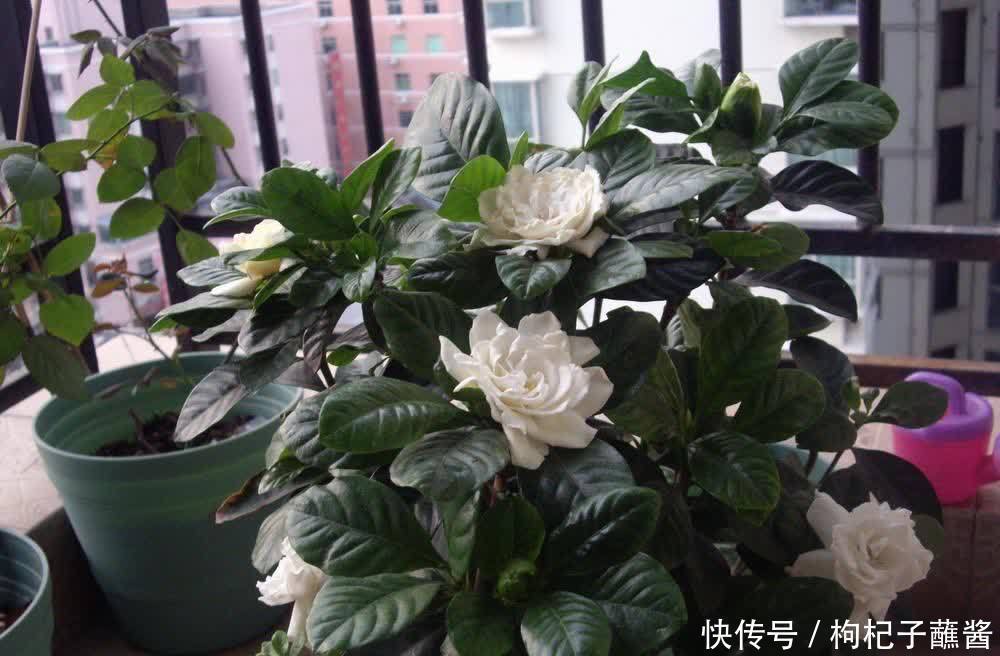 有3种花,春季绝对不可以修剪,这样才能花苞更多,枝枝有花