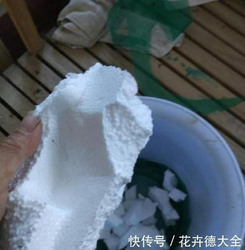 泡沫板|泡沫盒别再丢了，用来养花，会有你意想不到的的惊喜！
