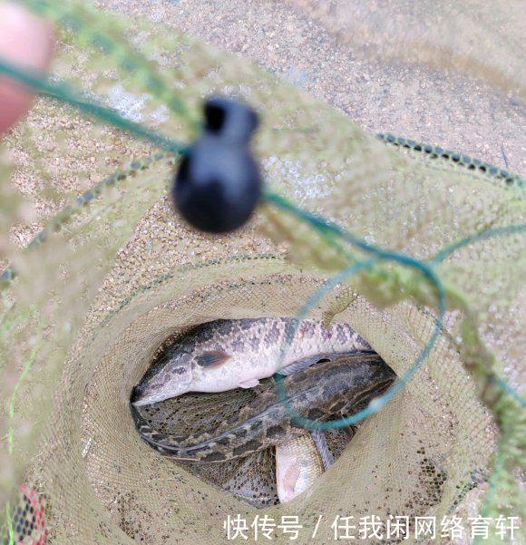 老乡|广东汕头水库黑鱼泛滥,附近老乡有人开车载鱼上岸