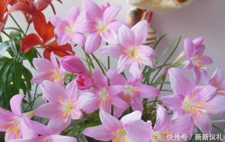 全年|最受欢迎的3种花,全年开花不停,花色艳丽,花开枝繁叶茂,美