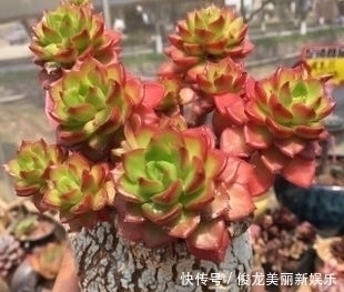 老桩|4种多肉,适合新手养,丢土里就能活,独苗一年长一群