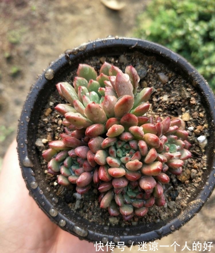 颜值超高的红宝石多肉,生长快易爆盆,更容易逆袭,花瓣重重叠叠