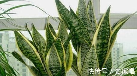 家里有此4种花，安全过冬有技巧，越勤快越容易死，快瞧瞧吧