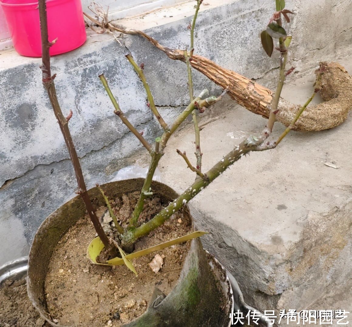 月季花开始冒芽，注意“白粉病”，提前喷药杀菌，新芽冒得快