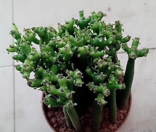 养花不能什么植物都往家里搬,5种花养在室内有隐患