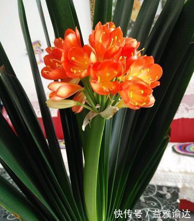 君子兰用点鸡蛋壳，能养根，能促花，但是要用对方法