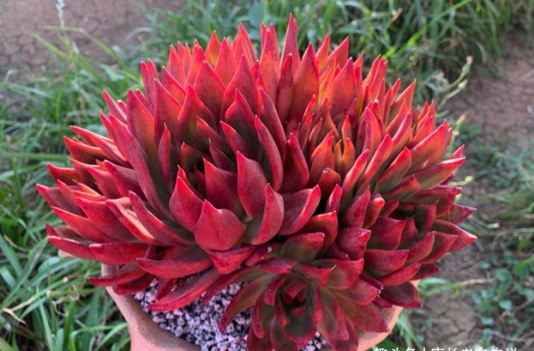 肉友|我们养多肉的过程中该不该给多肉砍头?什么时候砍头合适?