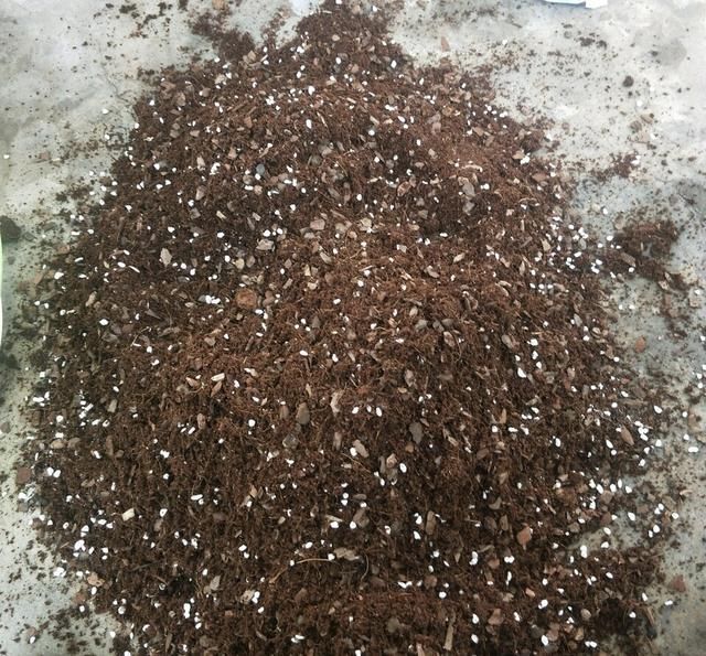 植物|养花养根的3个“通用法则”，学会了以后，根系撑破花盆