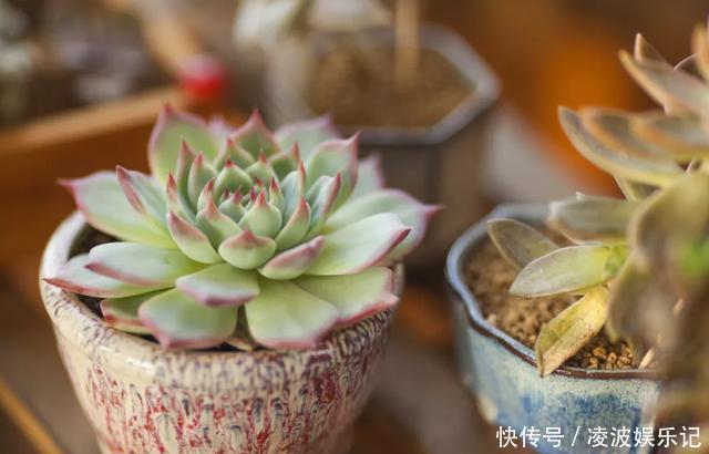 养多肉,花友们“别踩”这3误区,不然养一盆坏一盆