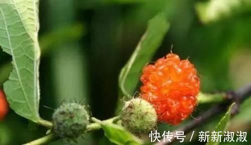 褚实子|骨质增生必看!一个非常强大快要失传的方子,2味药治好5年足跟痛