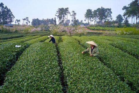 早春采茶忙！成都蒲江茶旅产业红火 邀您来春游采茶